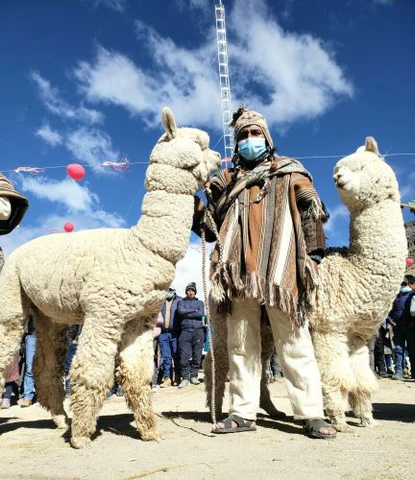 quelcaya llamas